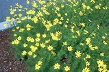 Growing Moonbeam Coreopsis Flowers