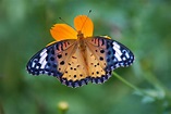 File:Butterfly macro.JPG - Wikimedia Commons