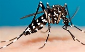Mosquitos transmisores de Dengue ¿cómo identificarlos? - El Sol de ...