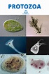 Protozoa | Microscopic photography, Microscopy art, Microorganisms