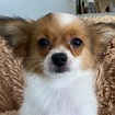 Papillon Puppy for Sale - Heavenly Puppies