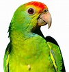 Parrot PNG image transparent image download, size: 1050x1093px
