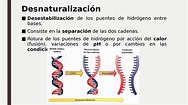 Desnaturalización / renaturalización del ADN - ORION FORTRESS