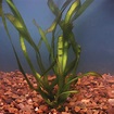 Vallisneria | Eelgrass Submerged Plant | The Pond Guy