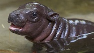 Adorable calf is 1st pygmy hippo born at San Diego Zoo in 30 years ...