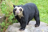 Spectacled Bear, also known as Andean Bear, native to Andes Mountains ...