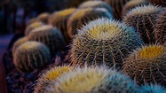 Closeup Cactus Plant Nature Flowers Wallpapers - Wallpaper Cave