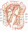 Fig. 6—13. Pathways of lymphatic drainage of the colon. | Radiology ...