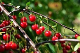Organic Cherry Farming, Planting, Cultivation Guide | Agri Farming