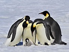 Emperor Penguin Facts - WorldAtlas