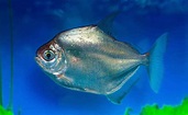 Peixe Pacu Prata: características, alimentação e reprodução