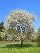 Trees Planet: Prunus avium - Wild Cherry - Gean