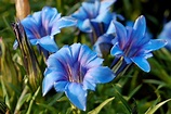 Gentian~Beautiful~"BLUE BOTTLE GENTIAN"~Seed!~~~~~~~Super Wildflower!!