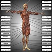 Mann Anatomie und Muskeln Text - Stockfotografie: lizenzfreie Fotos ...