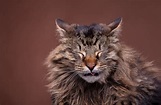Cat Runny Eyes And Nose Sneezing - Cat Meme Stock Pictures and Photos