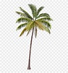 Palmeras Png - Coconut Tree Png Hd, Transparent Png - 500x879(#1425989 ...