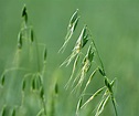 Wild oat | Weeds, Invasive Species, Control | Britannica