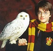 Image - Harry-Potter-Hedwig.jpg | Harry Potter Wiki | Fandom powered by ...