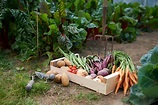 Can you really grow enough fruit and veg to be self-sufficient? | New ...