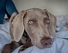 According To Science, This Is What It Means When Your Weimaraners Tilt ...