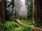 Bosques Templados : ECOSISTEMAS: BOSQUE TEMPLADO