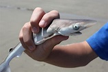161 - Baby Shark | June 10, 2010--CUTEST BABY SHARK EVAR! An… | Flickr