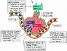 Adaptations of the Alveoli (8.3.1) | Edexcel GCSE Biology Revision ...