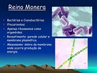 PPT - Reino Monera PowerPoint Presentation, free download - ID:4969880