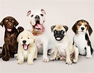 ¿Por qué hay tantas razas de perros diferentes? | Wakyma