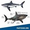Partes del Tiburón - PartesDe.org