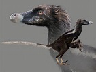 velociraptor con plumas - Buscar con Google | Dinosaurs | Feathered ...