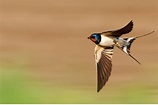 Can swallows predict the weather