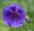 Geranium ‘Eureka Blue’ – Penlan Perennials Nursery