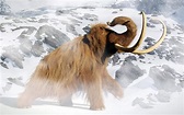 Study Resurrects Woolly Mammoth DNA to Explore the Cause of Their ...
