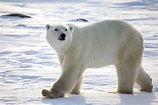 The Polar Bear | Amazing Animal Informative Facts | WildLife Of World