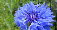 Kartenzauber und mehr....: Blaue Blume... - Novalis