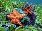 Starfishes Types: All You Need To Know – Animals Mania