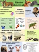 Infografía feliz :) | Infografia, Infografia de animales, Ciencias de ...
