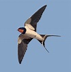 golondrina - Buscar con Google | Aves volando, Fotos de aves, Aves