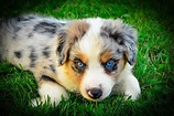 Australian Shepherd Puppies For Sale | Philadelphia, PA #246985