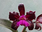 Cattleya guttata Dark Princess - tropicalorchidsportugal.com