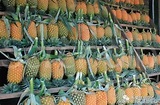 最全菠蘿產地，品種說明書 - 每日頭條