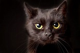 Wie Schwarze Katze Ihren Gewinn Steigern Kann! Schwarze Katze - Katzeus