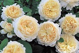 Dream of David Austin English Roses - Cinthia Milner