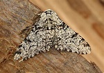 Peppered Moth: Identification, Life Cycle, Facts & Pictures