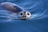 10 Facts About Seals and Sea Lions