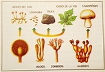 Reino Fungi ¿Qué es y qué significa? ¡Aprender Ahora!