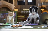 Cats & Dogs 3 - Pfoten vereint! | Film 2020 | Moviepilot.de