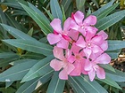 Oleander Varieties