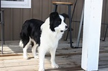 Adult & Rescue Border Collies For Adoption in Ontario | Asset Kennels
